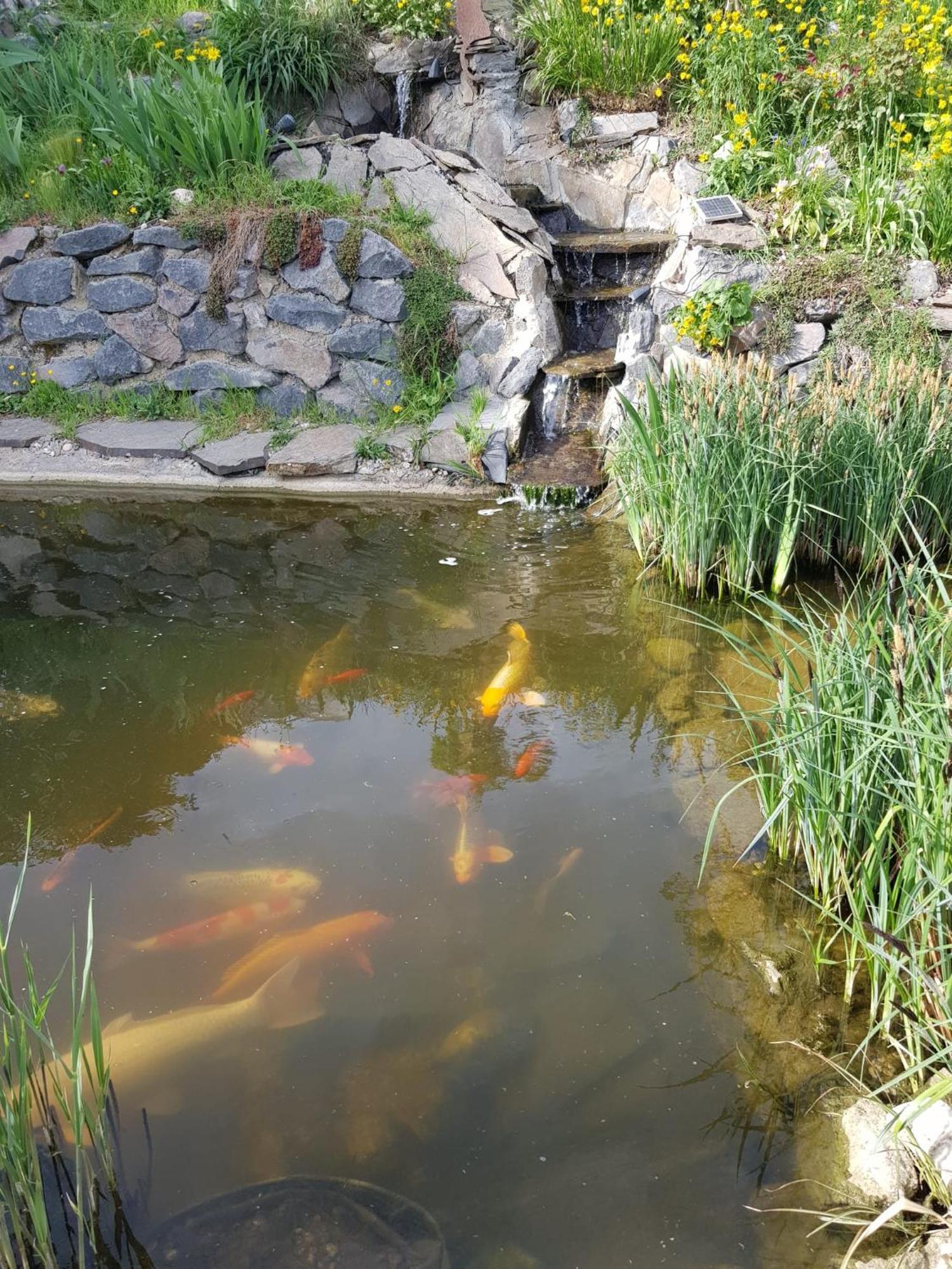 Wohlfuehlen Am Gartenteich Oberzissen Екстер'єр фото